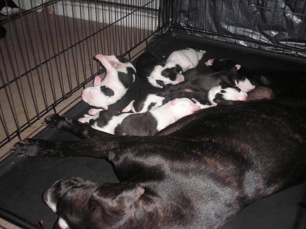 64706397_2-pure-bred-ckc-registered-pit-bull-puppies-clarksville[1]
