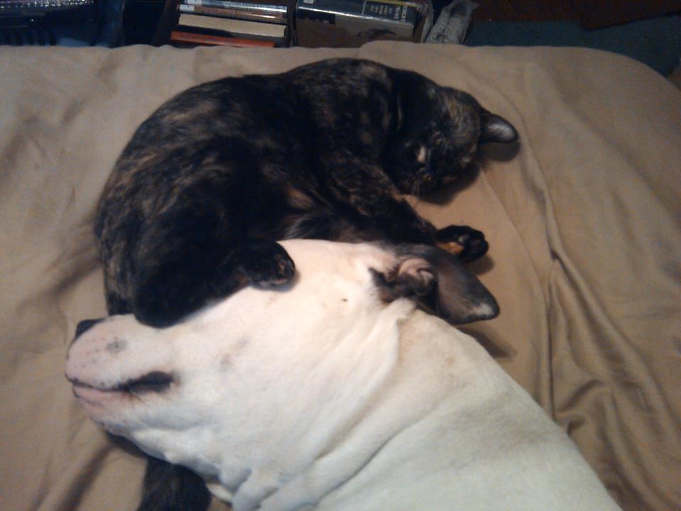 badrap-mcdonalds-protest-photo-of-cat-laying-with-pit-bull