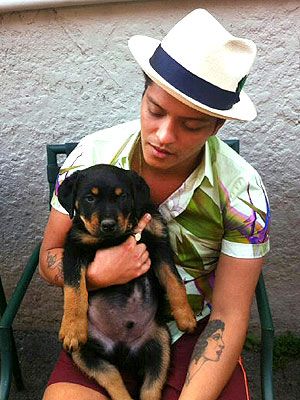 Bruno-Mars-rottweiler