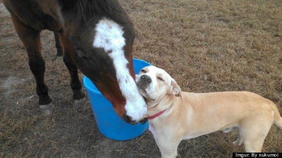 o-DOG-HORSE-BEST-FRIENDS-570