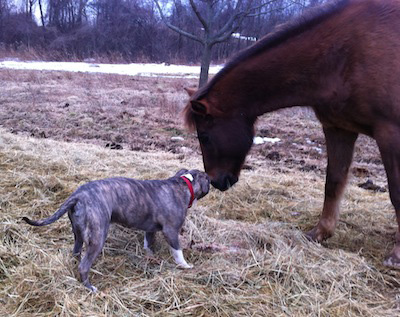 pit and horse