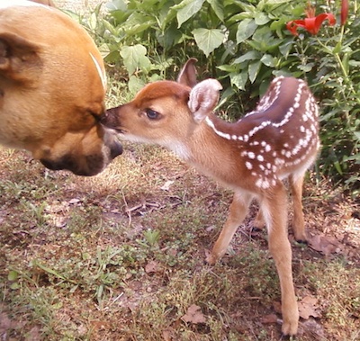 PitBullTerrierDogJuniorBabyDeer1[1]