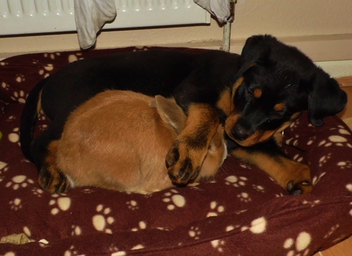 Rottweiler and Rabbit