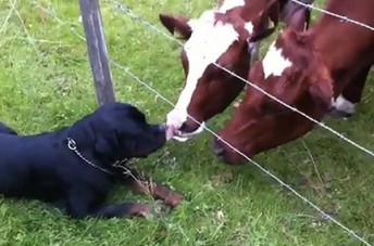 Rottweiler-Befriends-Cows-344x227