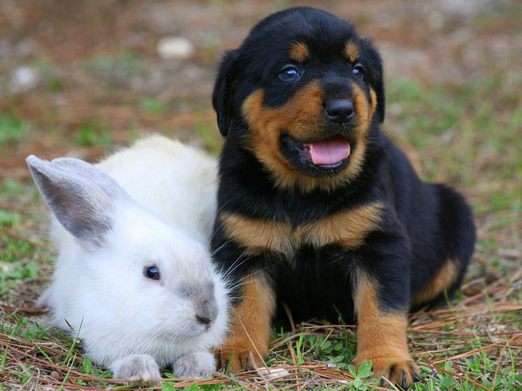 small_puppy_of_rottweiler_and_rabbit_wallpaper