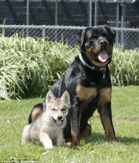 Rott and wolf
